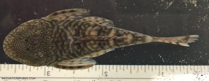 Chaetostoma sp. (6)