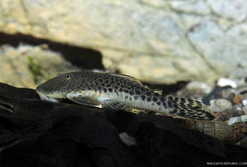 Chaetostoma sp. (L445)