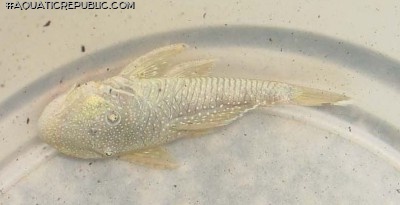 Chaetostoma sp. `RIO ZUATA(ORINOCO)`