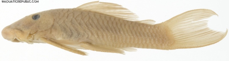 Chaetostoma tachiraense