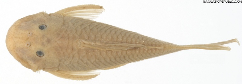 Chaetostoma tachiraense