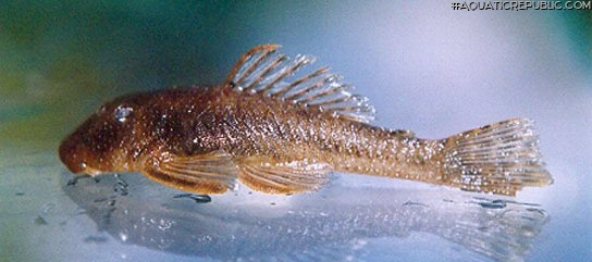 Chaetostoma taczanowskii