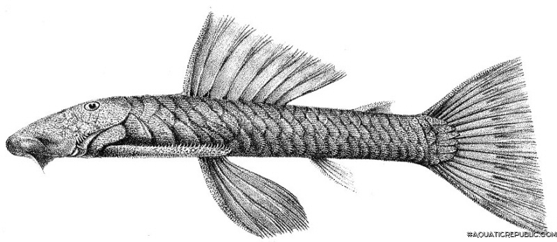 Chaetostoma thomsoni