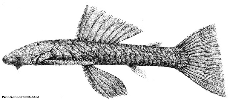 Chaetostoma thomsoni