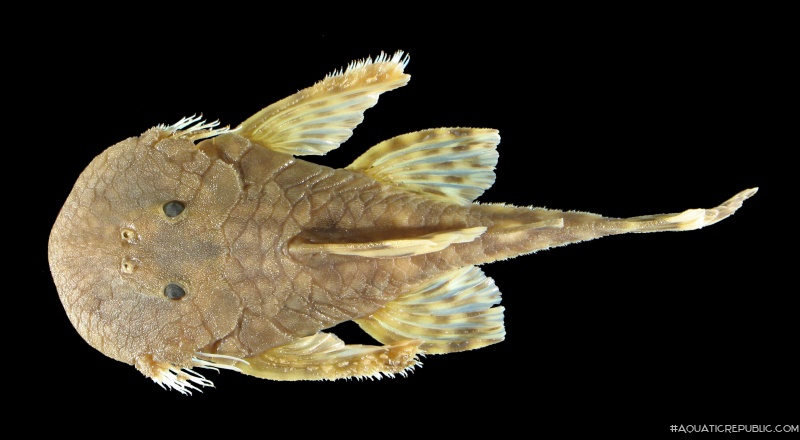 Cordylancistrus torbesensis