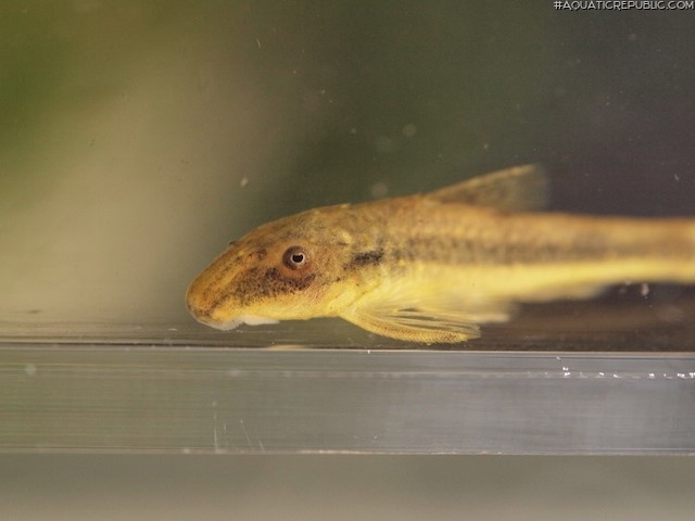 Corumbataia tocantinensis