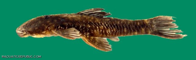 Corymbophanes andersoni