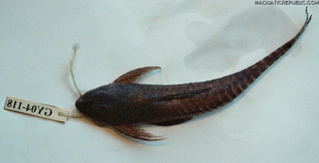 Cteniloricaria platystoma