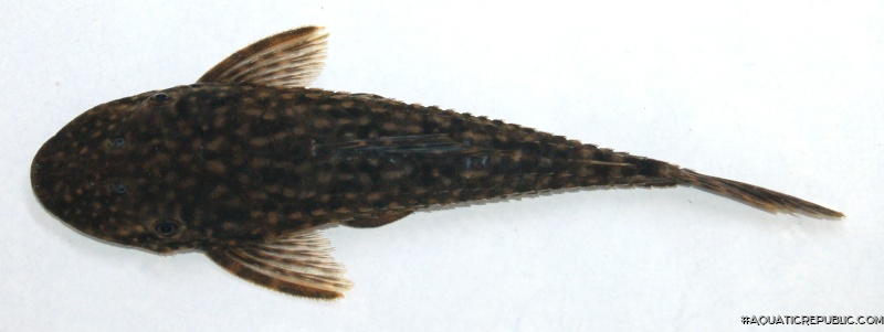 Dekeyseria amazonica