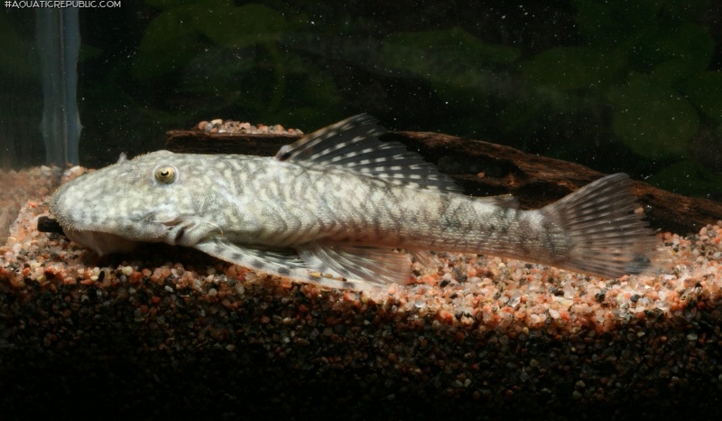 Dolichancistrus fuesslii