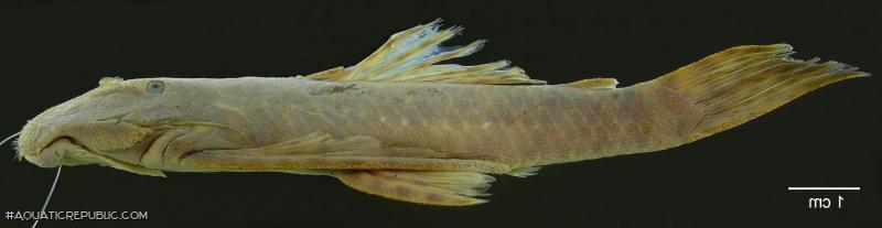 Dolichancistrus fuesslii