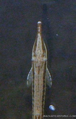 Farlowella acus