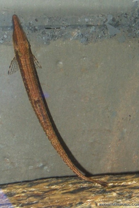 Farlowella acus