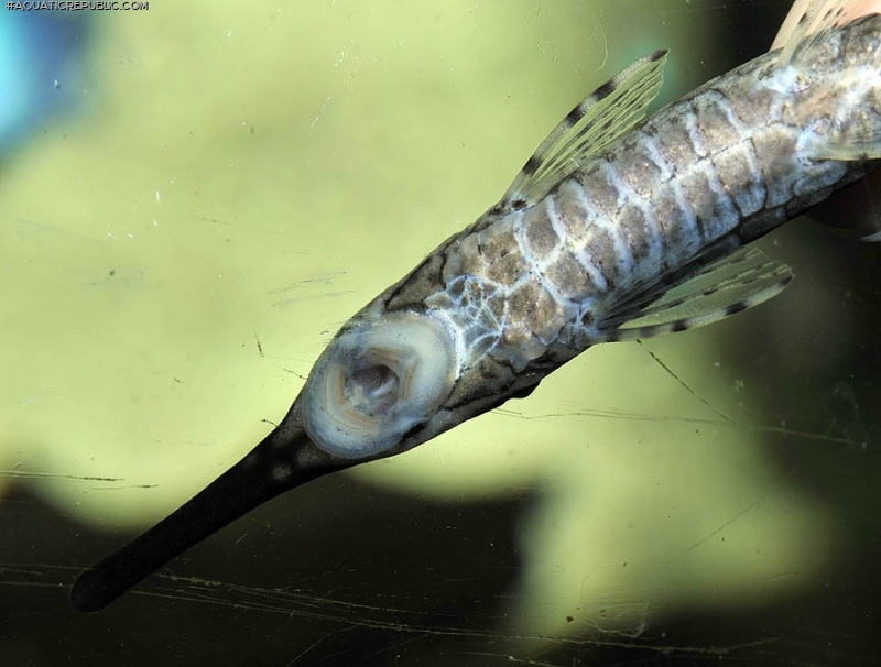 Farlowella vittata