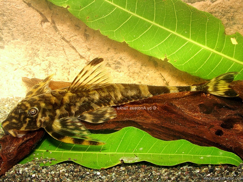 Harttia uatumensis