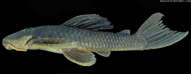 Hemiancistrus cerrado