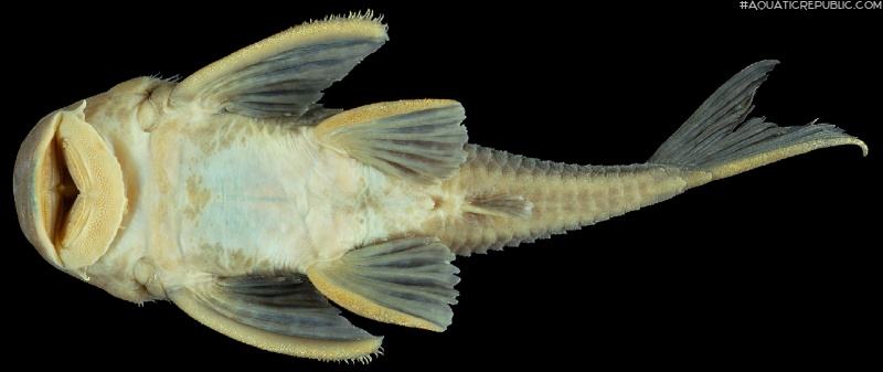 Hemiancistrus cerrado