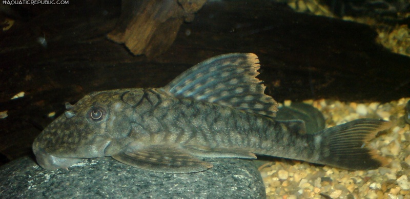 Hemiancistrus guahiborum