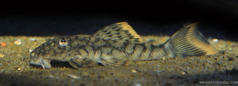 Hemiancistrus guahiborum