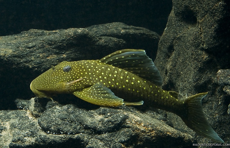 Hemiancistrus sp. (L128)