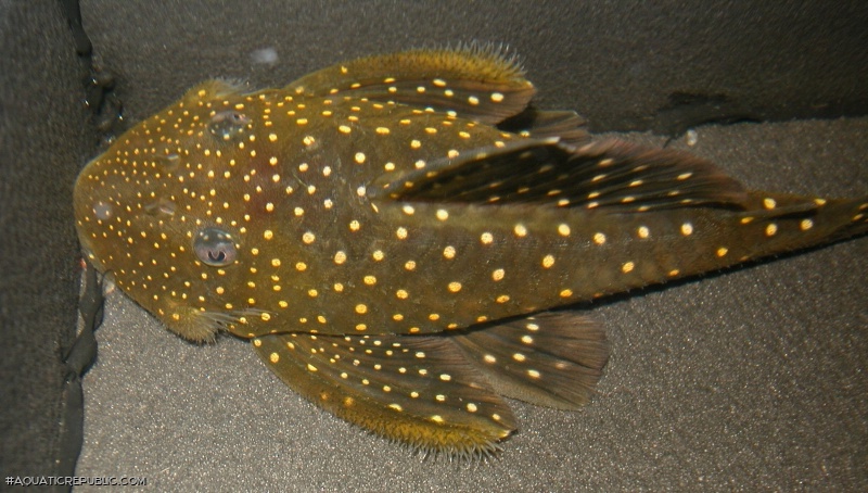 Hemiancistrus sp. (L128)