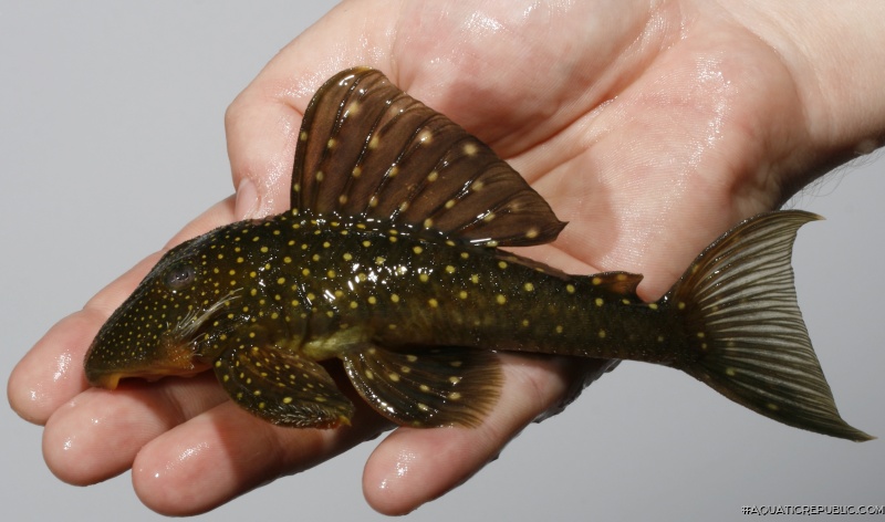 Blue Phantom Pleco, Blå Fantom-sugemalle. 