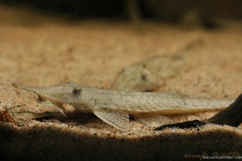 Hemiodontichthys acipenserinus