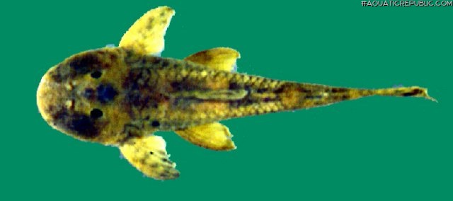 Hemipsilichthys gobio