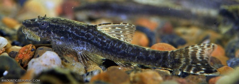 Hisonotus leucofrenatus