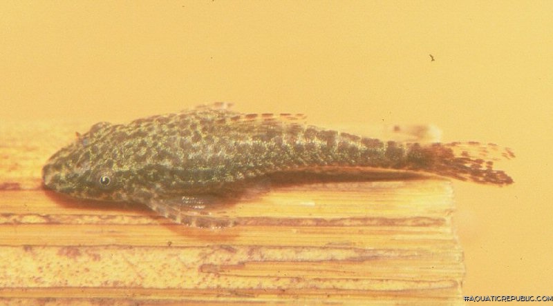 Hisonotus leucofrenatus