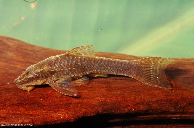 Hisonotus notopagos