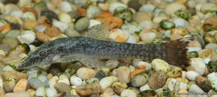 Hisonotus sp. (1)