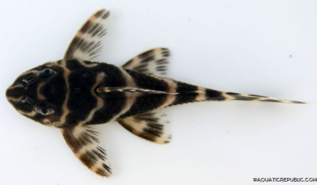 Hypancistrus debilittera