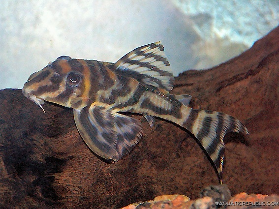 Hypancistrus furunculus