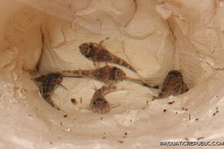 Hypancistrus seideli