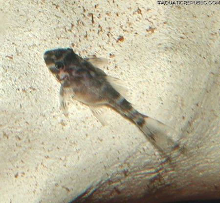 Hypancistrus seideli