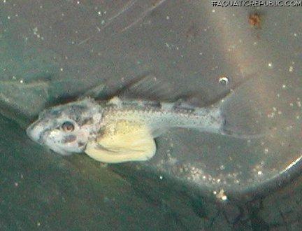 Hypancistrus seideli