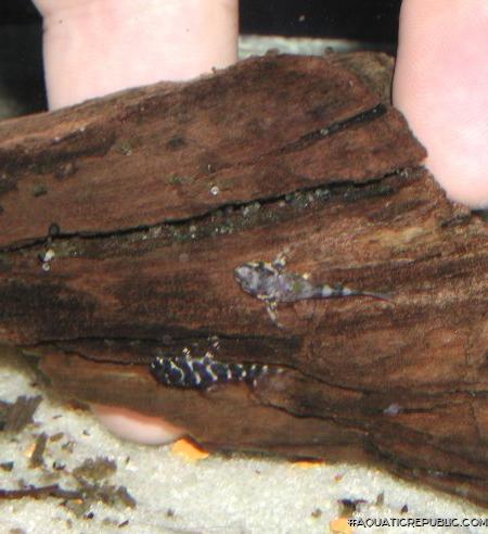 Hypancistrus seideli