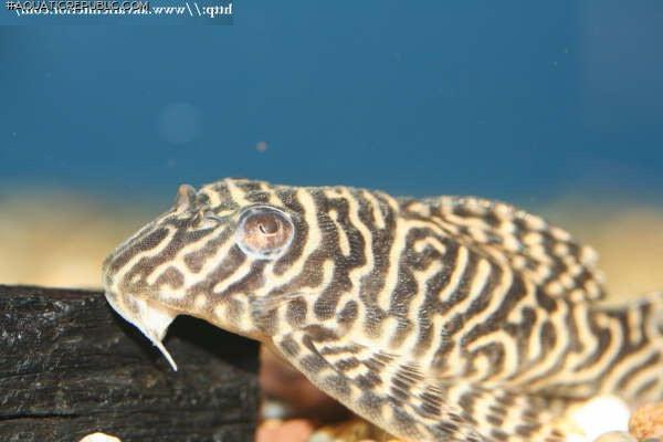 Hypancistrus seideli