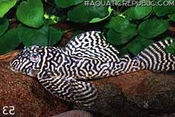 Hypancistrus seideli