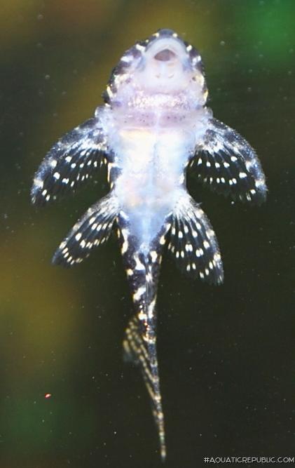 Hypancistrus seideli