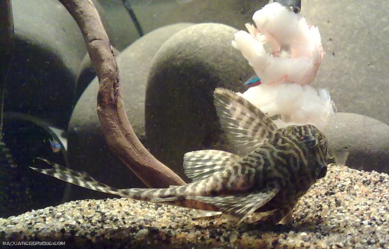 Hypancistrus seideli