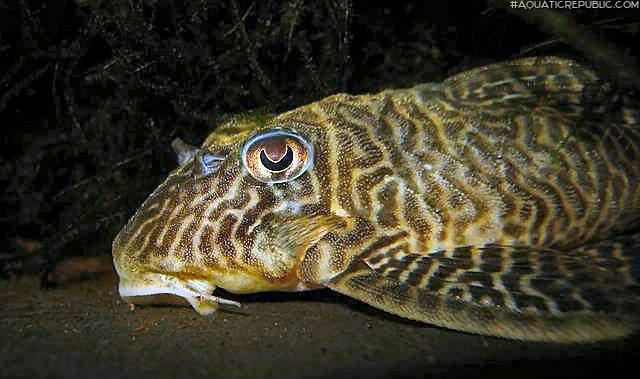 Hypancistrus seideli