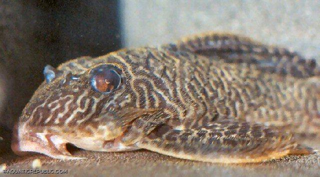 Hypancistrus seideli