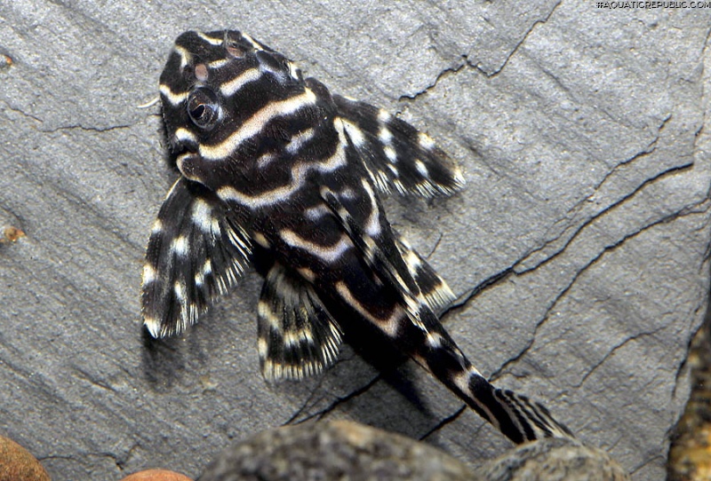 Hypancistrus sp. (3)