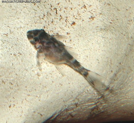 Hypancistrus sp. (L066)