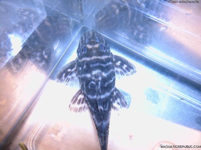 Hypancistrus sp. (L270)