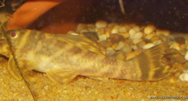 Hypancistrus sp. (L270)