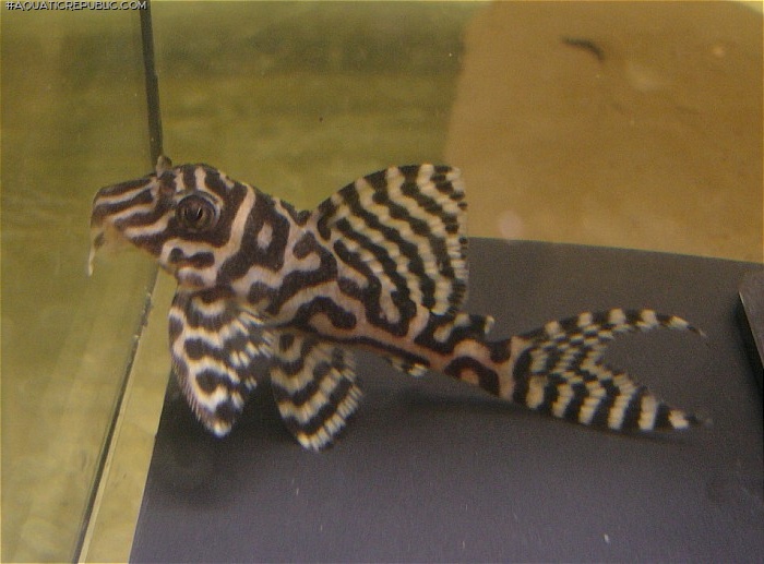 Hypancistrus sp. (L287)