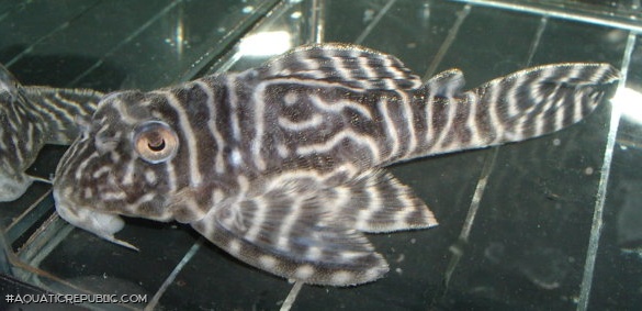 Hypancistrus sp. (L318)